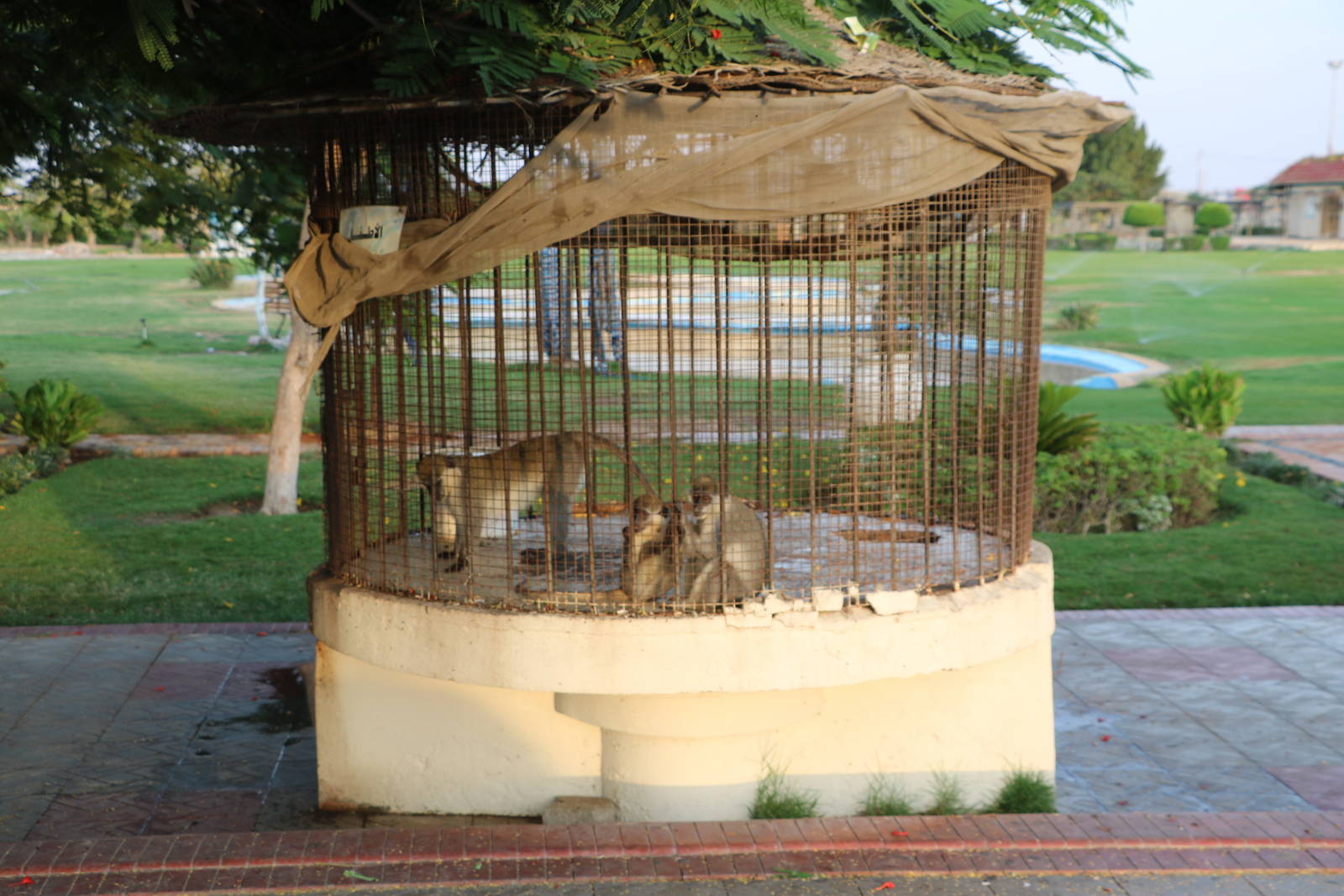 Grivet cage - Master Zoo, October 2015