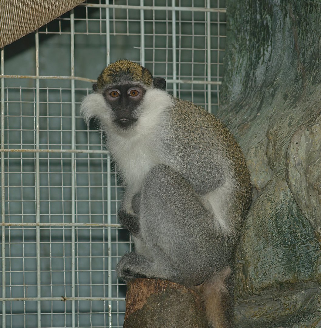 Grivet (Chlorocebus aethiops), 2007-05-13