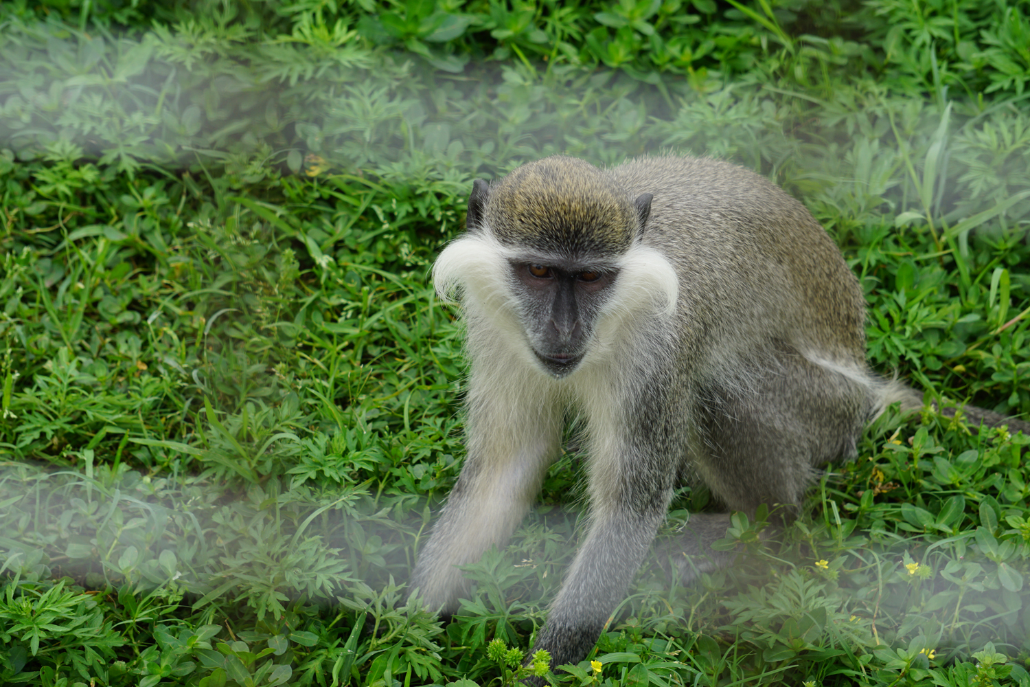 Grivet (Chlorocebus aethiops)