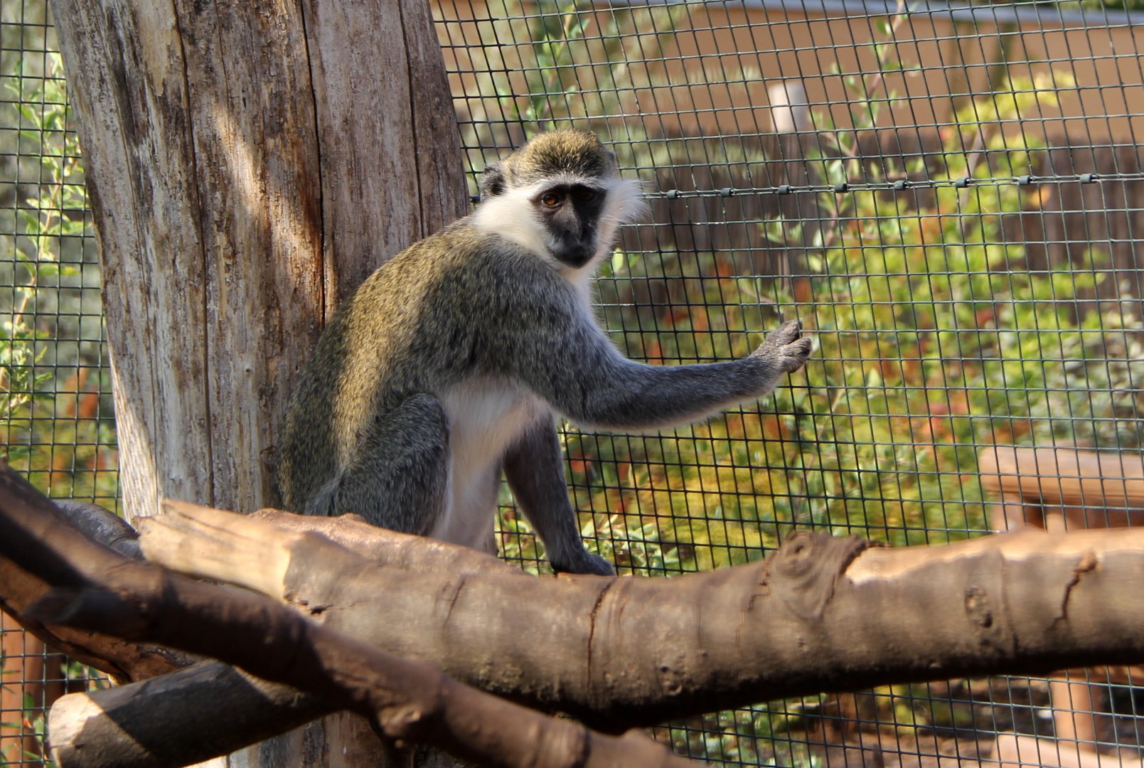 grivet (Chlorocebus aethiops)