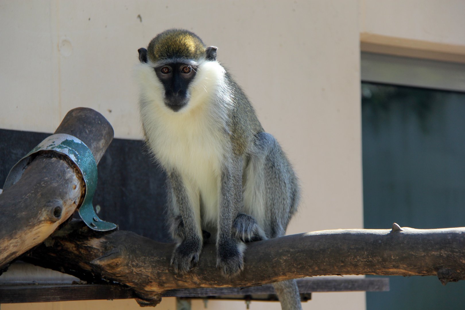 grivet (Chlorocebus aethiops)