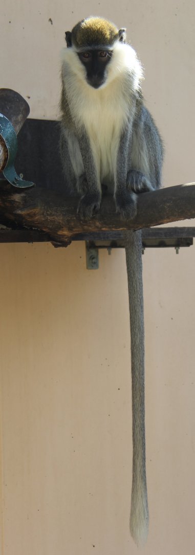 grivet (Chlorocebus aethiops)