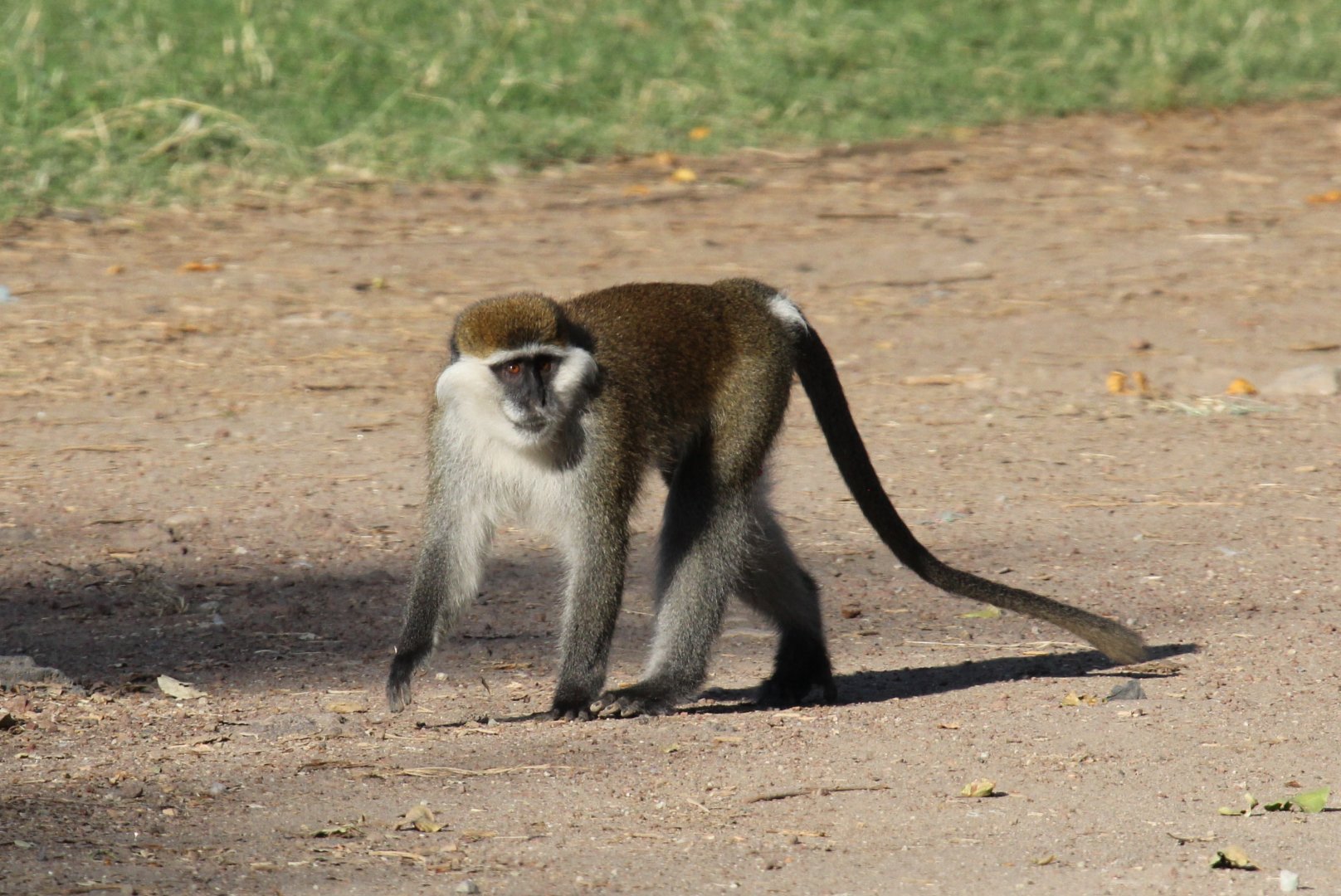 Grivet (Chlorocebus aethiops)