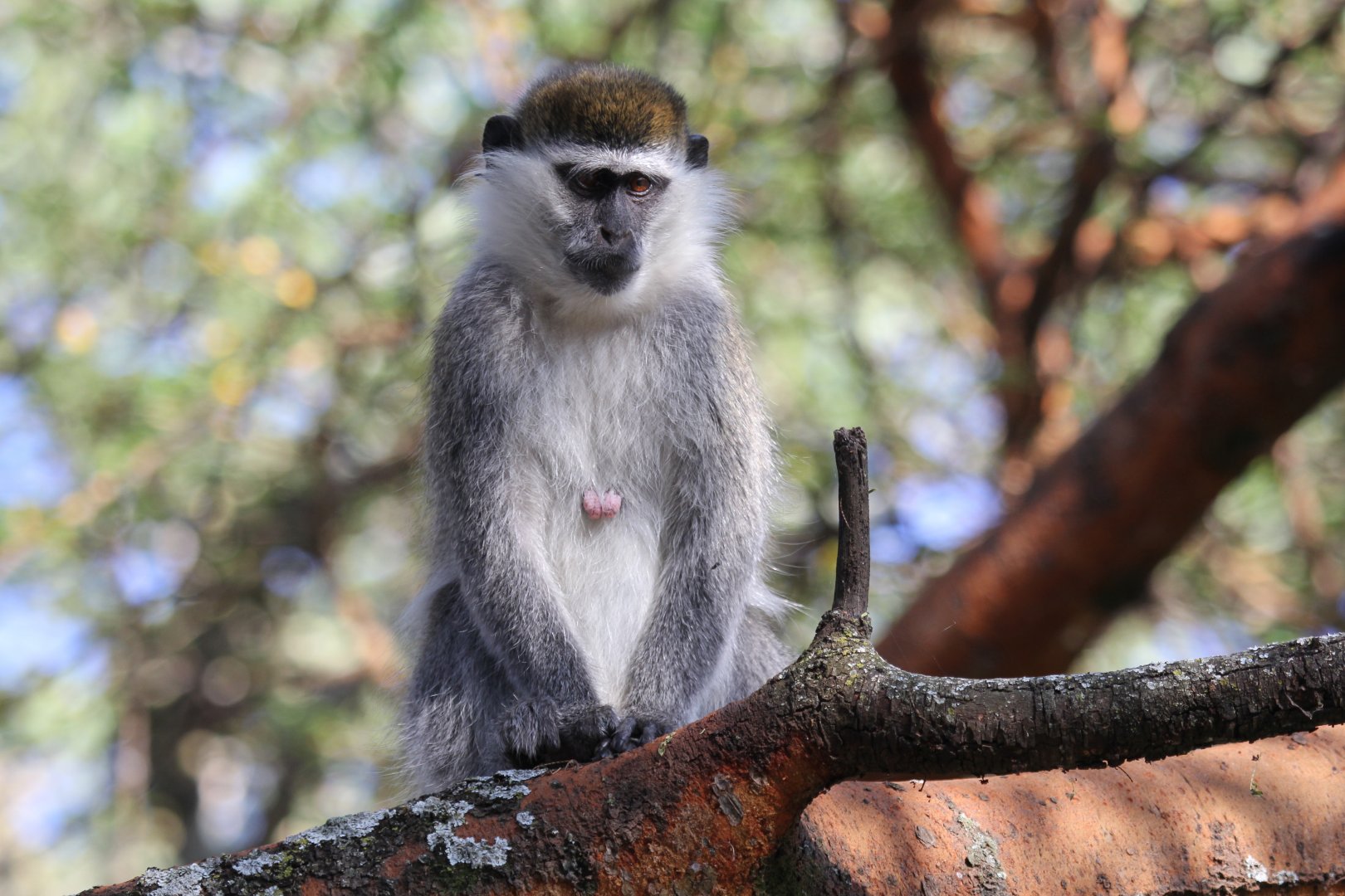 Grivet (Chlorocebus aethiops)