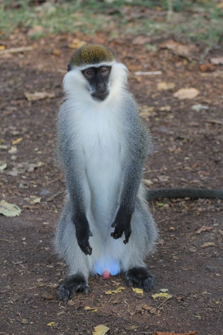 Grivet (Chlorocebus aethiops)