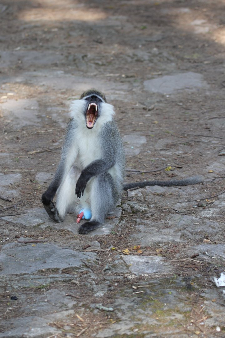 Grivet (Chlorocebus aethiops)