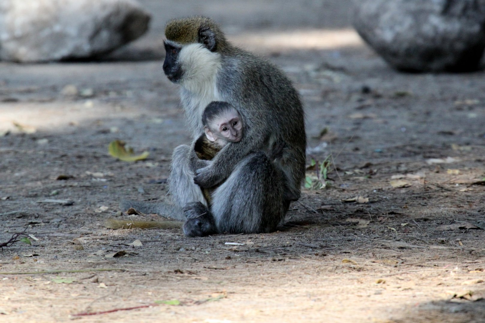 Grivet (Chlorocebus aethiops)