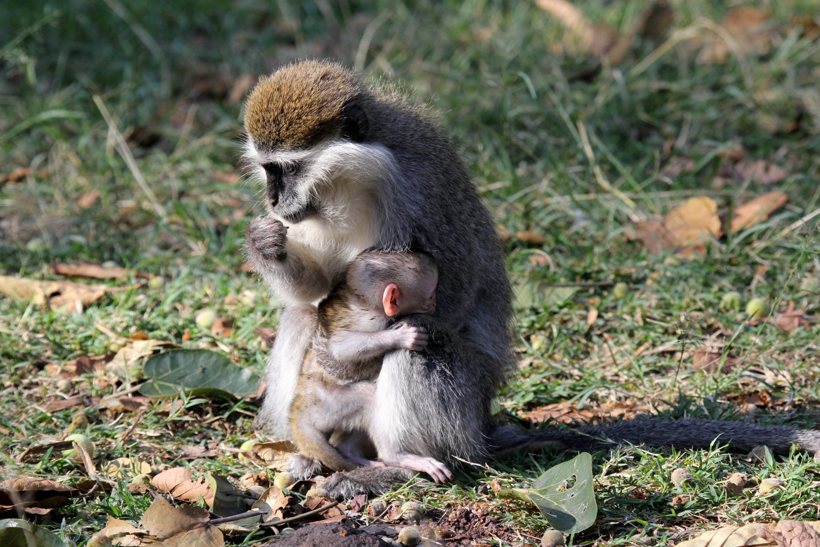 Grivet (Chlorocebus aethiops)