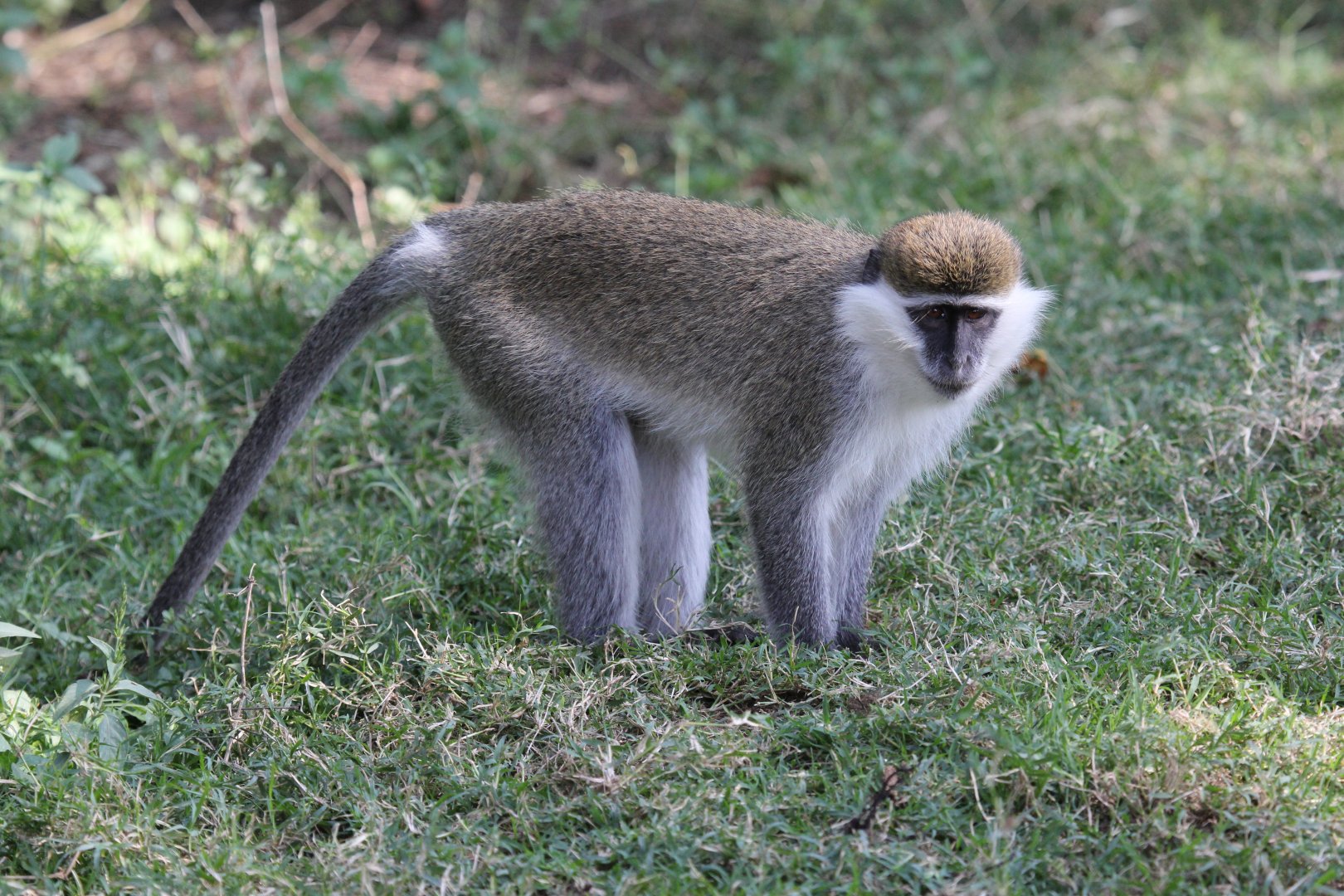 grivet (Chlorocebus aethiops)