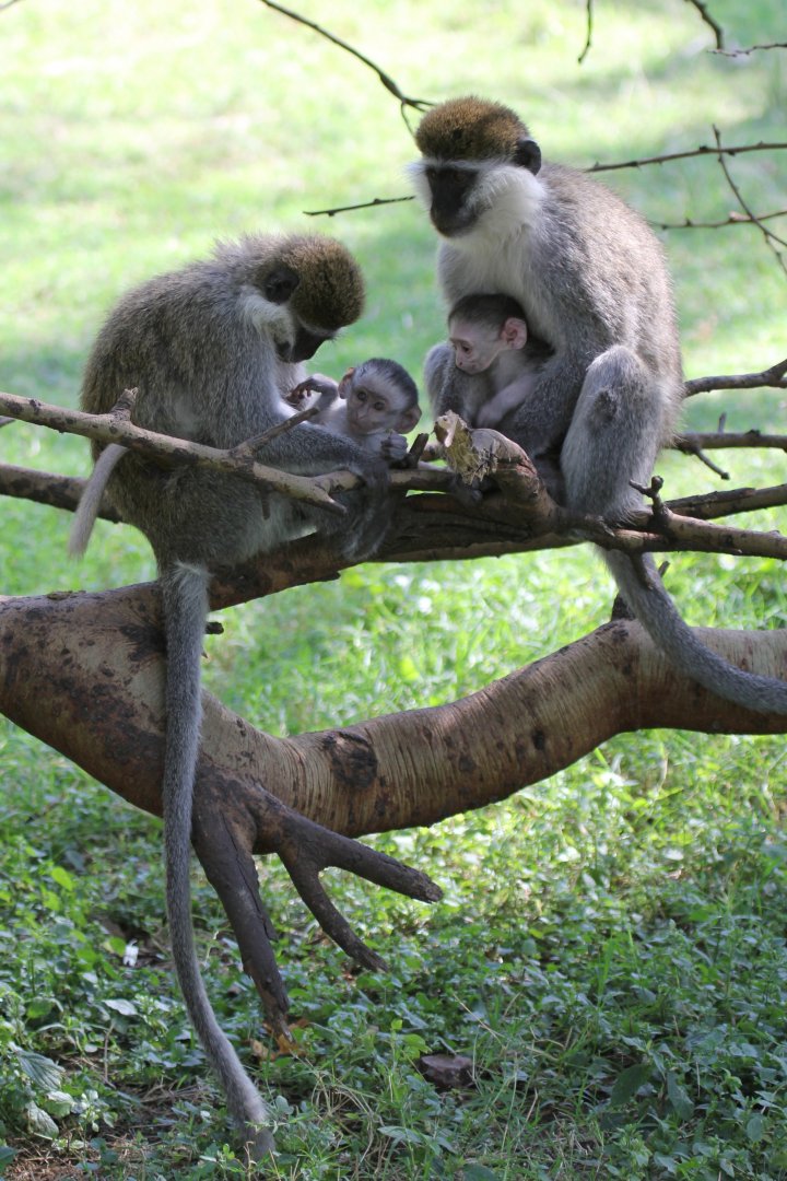 grivet (Chlorocebus aethiops)