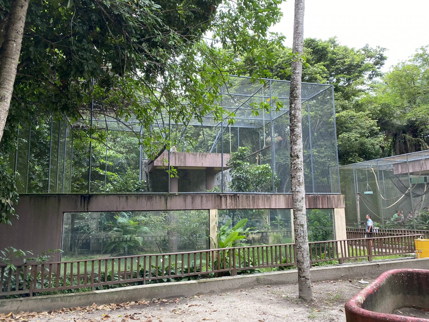 Grivet (Chlorocebus aethiops)