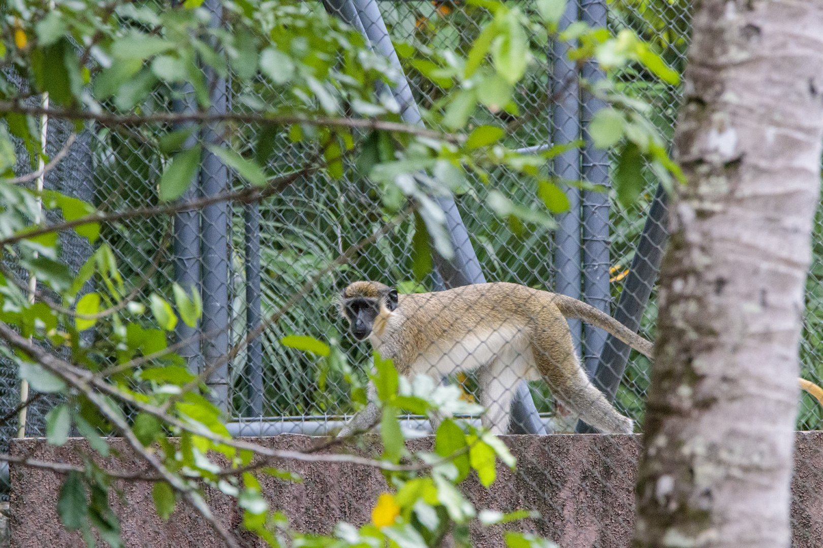 Grivet (Chlorocebus aethiops)