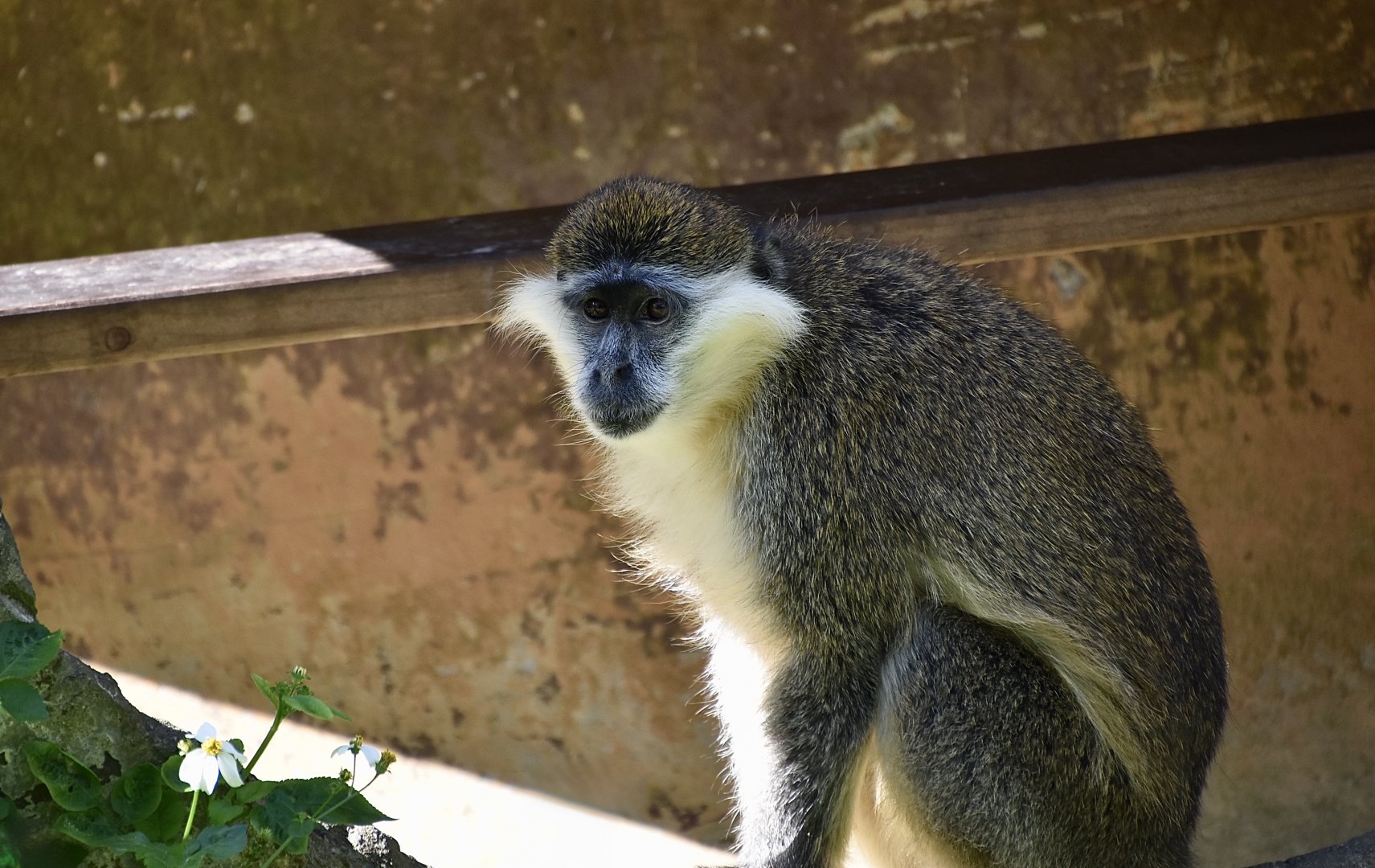 Grivet (Chlorocebus aethiops)