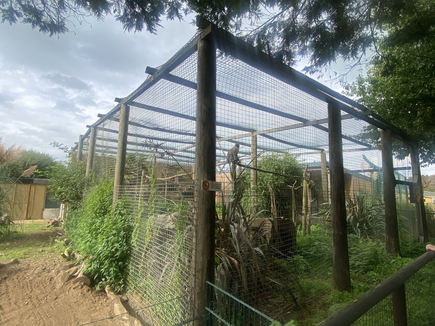 Grivet enclosure 130923