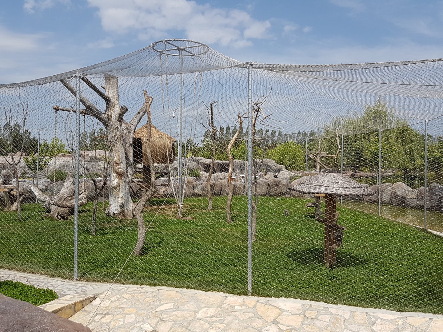 Grivet enclosure 19 May 2018