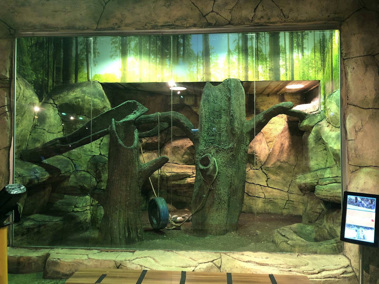 Grivet enclosure at the Emaar aquarium