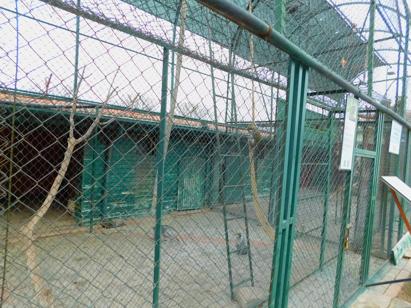 Grivet Enclosure at the Karatay Zoo