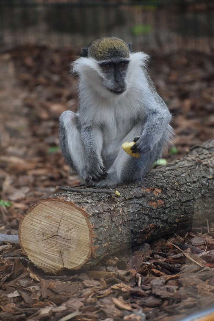Grivet - Espace zoologique de Saint Martin la Plaine 2023