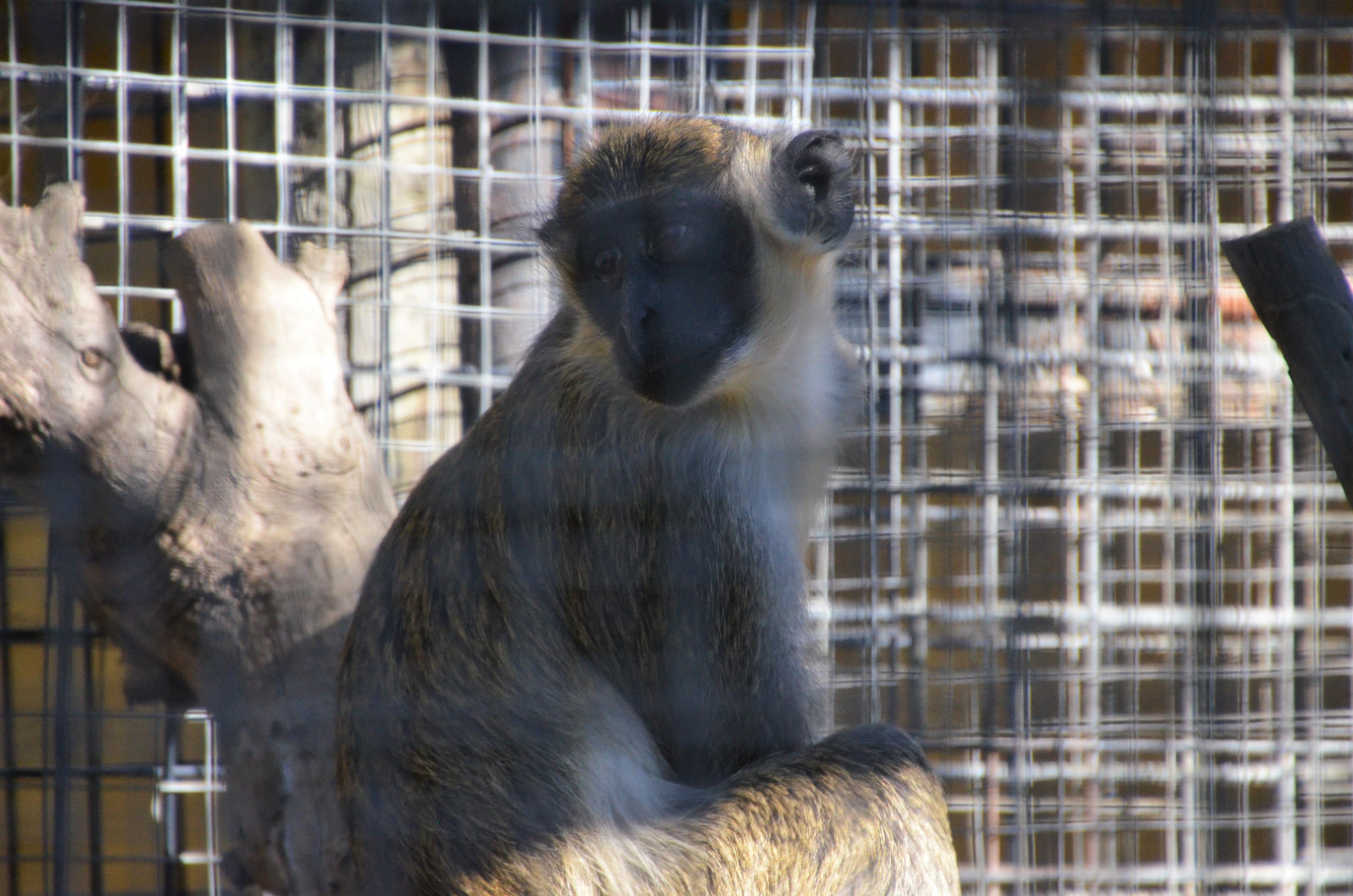 Grivet/Green Monkey at Selwo Aventura, 13/03/19