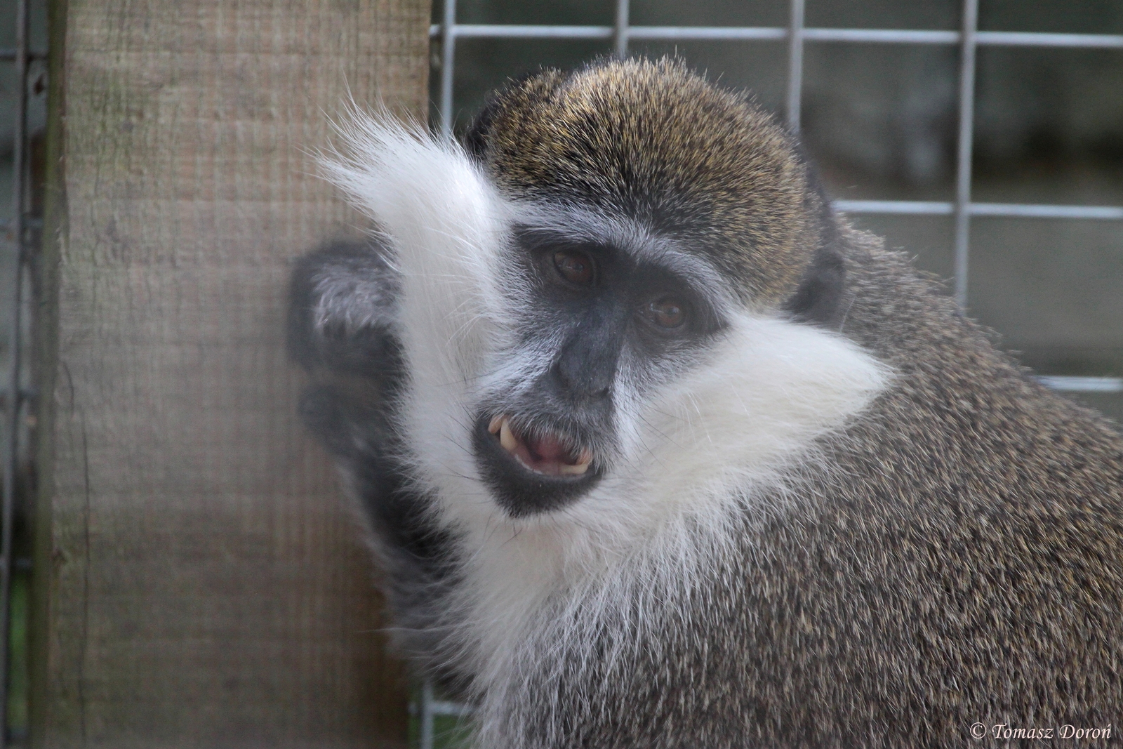 Grivet/Green Monkey - ID please