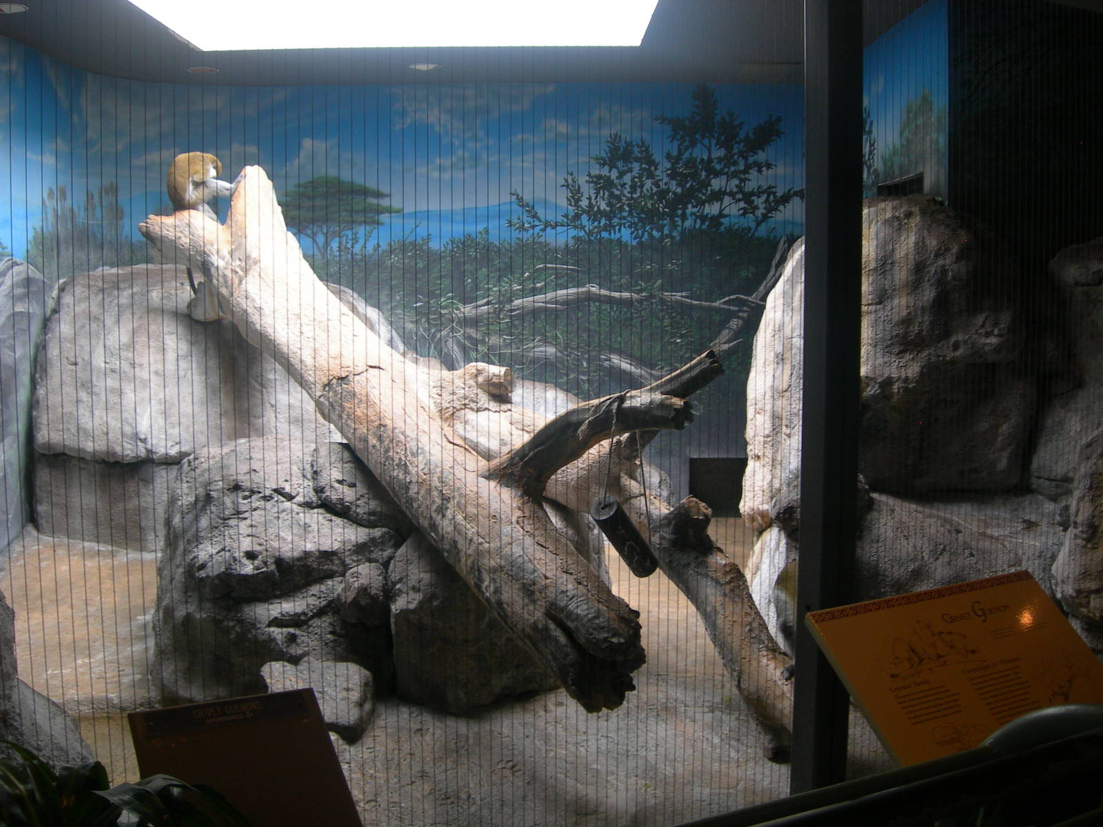 Grivet Guenon Exhibit