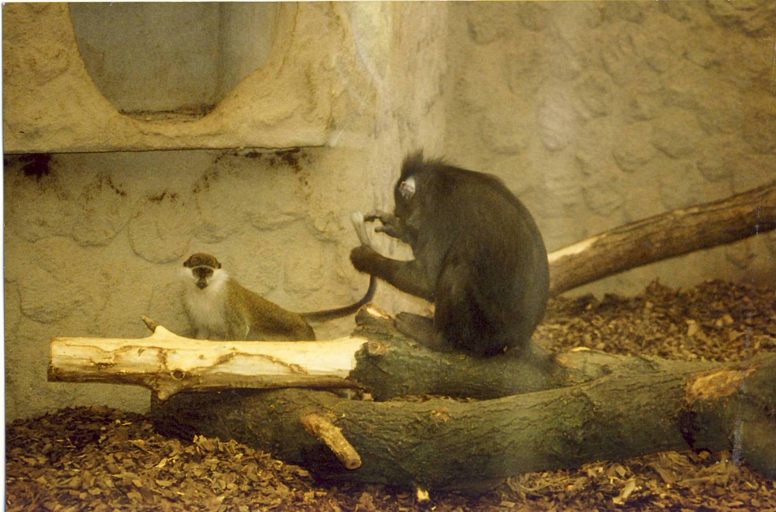 Grivet Monkey and Mandrill Chester Zoo 1998