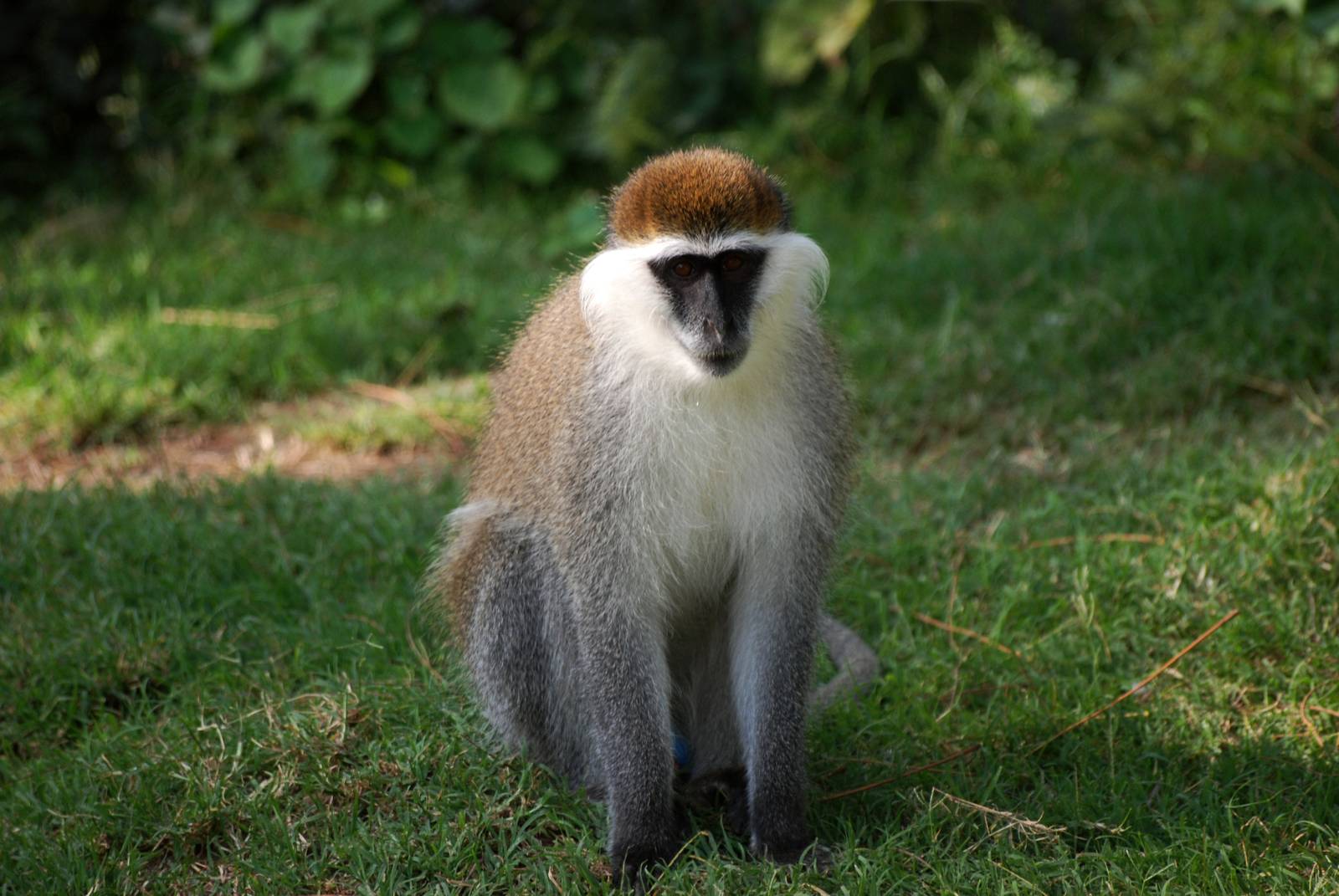 Grivet Monkey at Hawassa, 16/10/14
