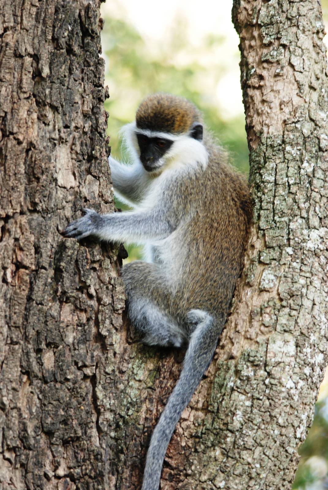 Grivet Monkey at Hawassa, 16/10/14