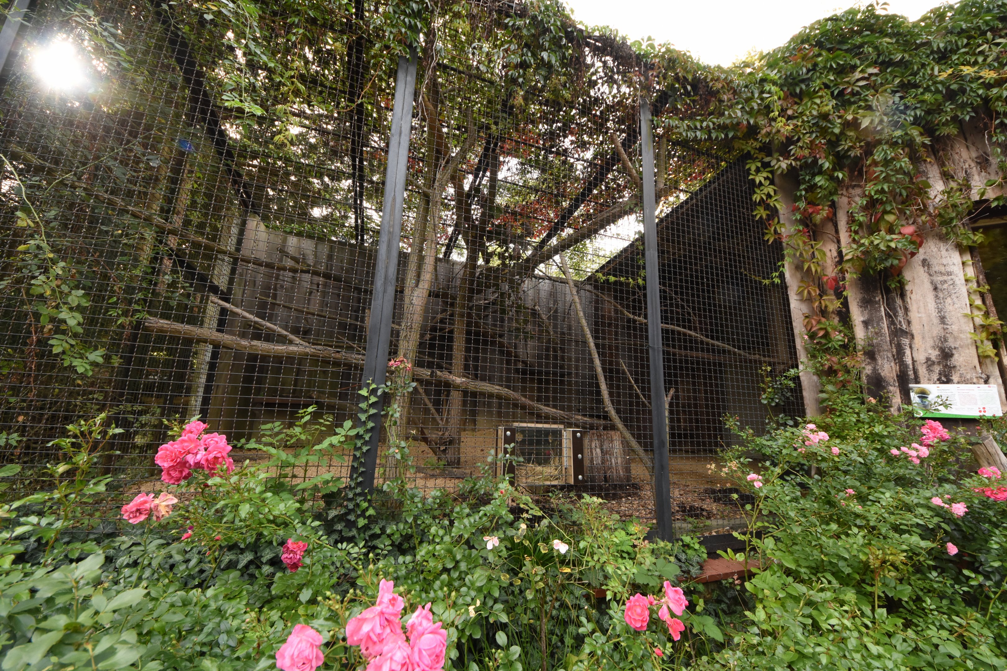 Grivet monkey cage