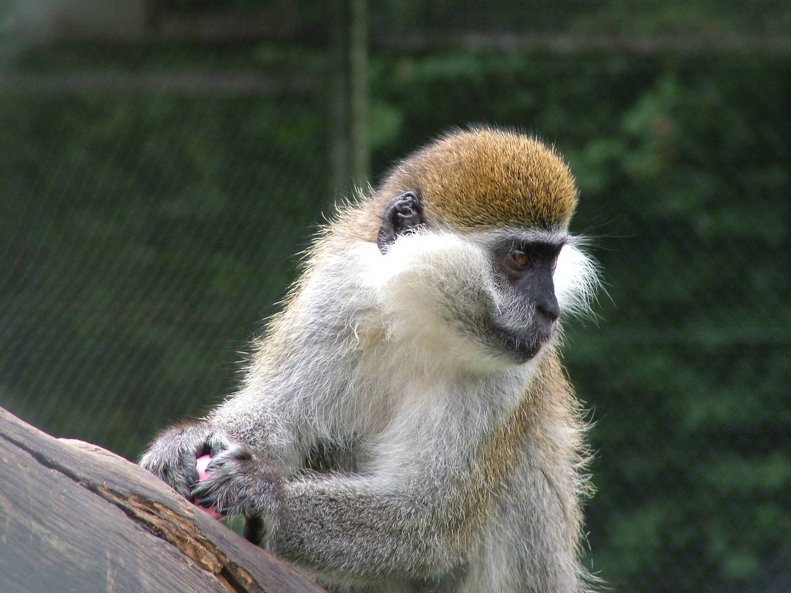 Grivet Monkey (Chlorocebus aethiops) at Serengetipark Hodenhagen