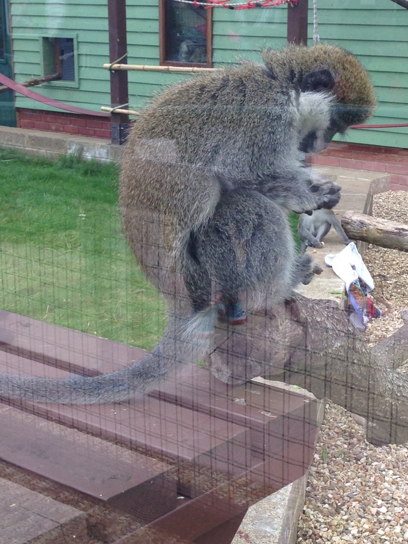 Grivet Monkey - (Chlorocebus Aethiops)