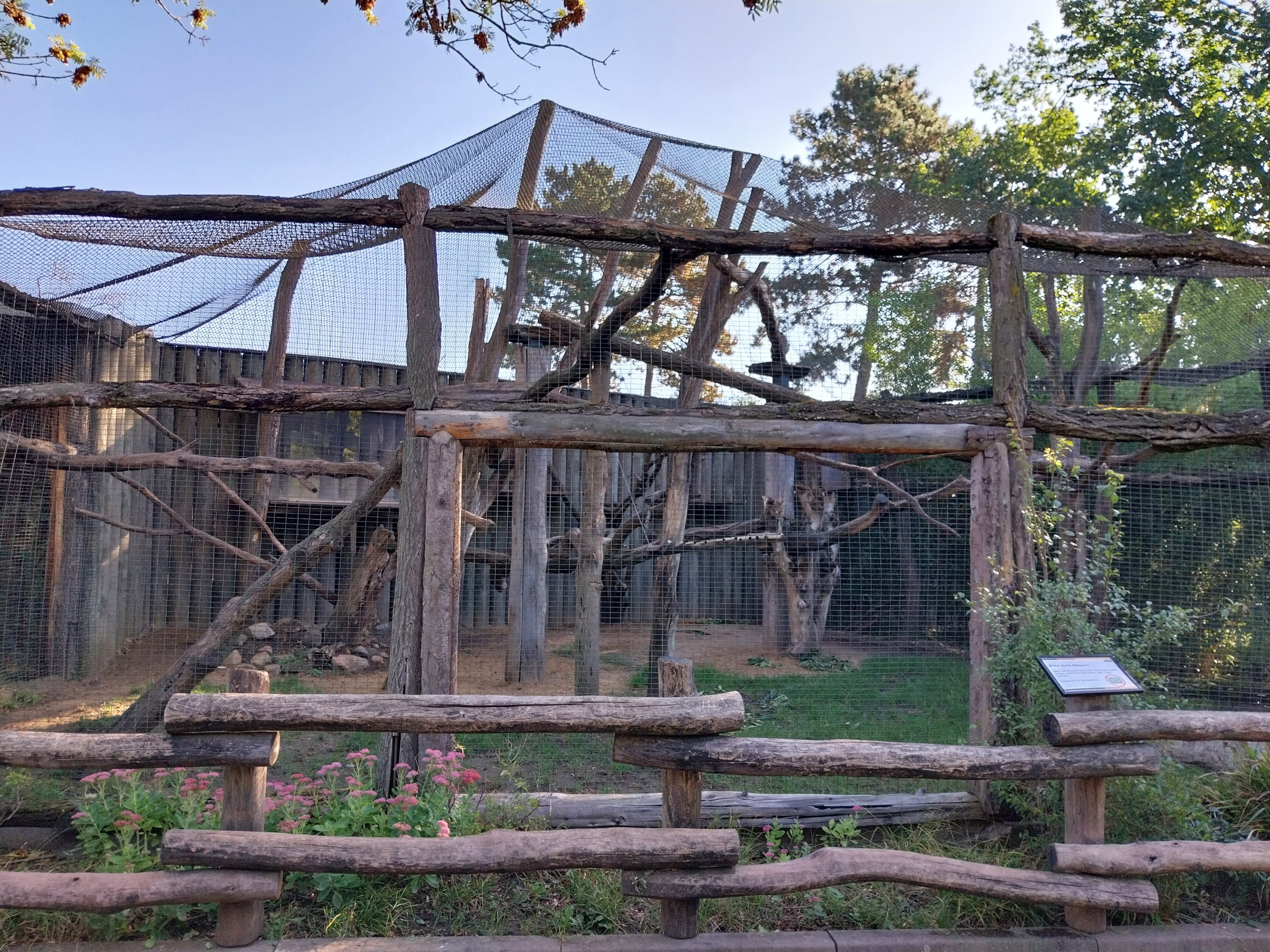 Grivet Monkey (Chlorocebus aethiops)