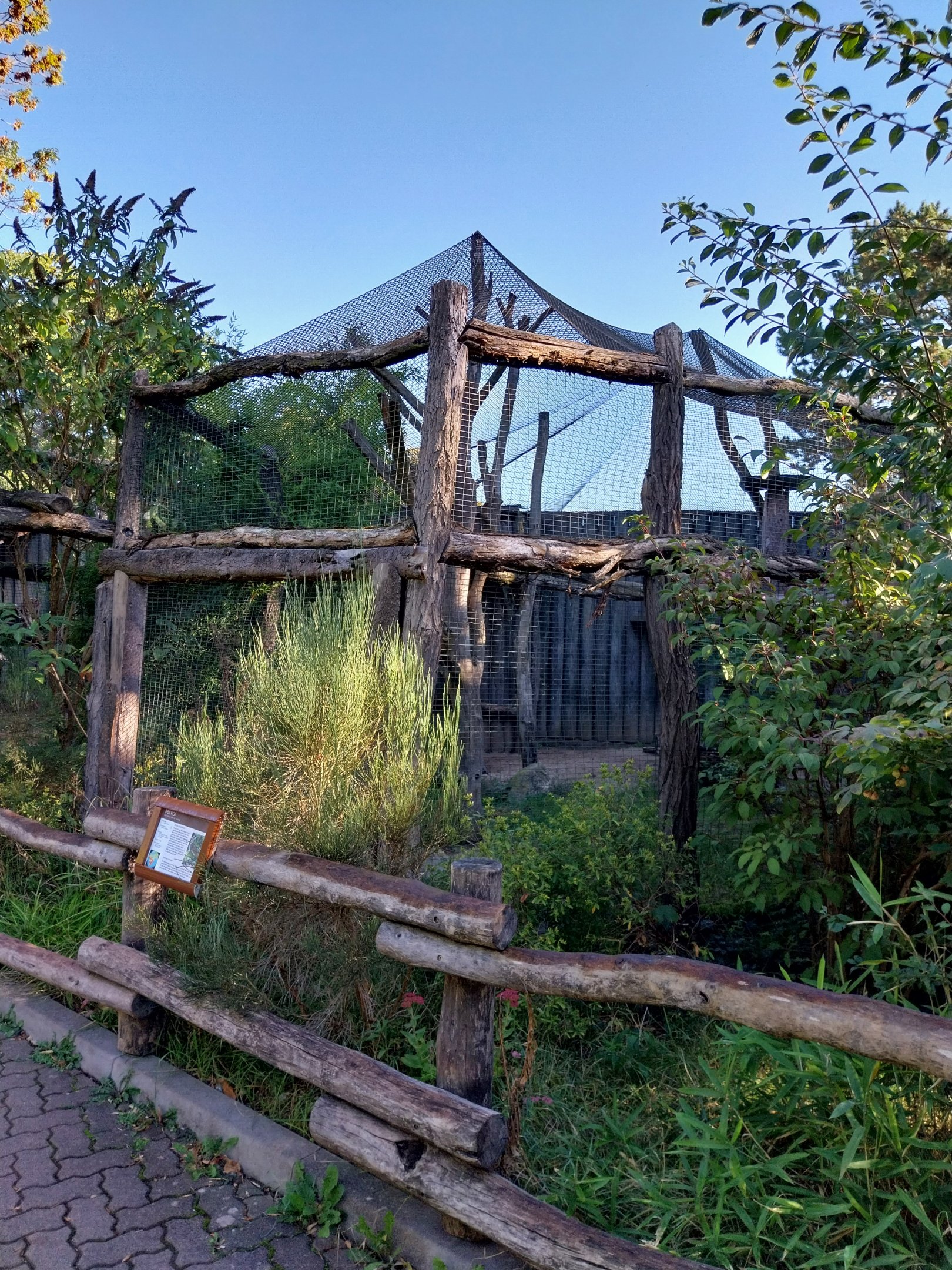 Grivet Monkey (Chlorocebus aethiops)