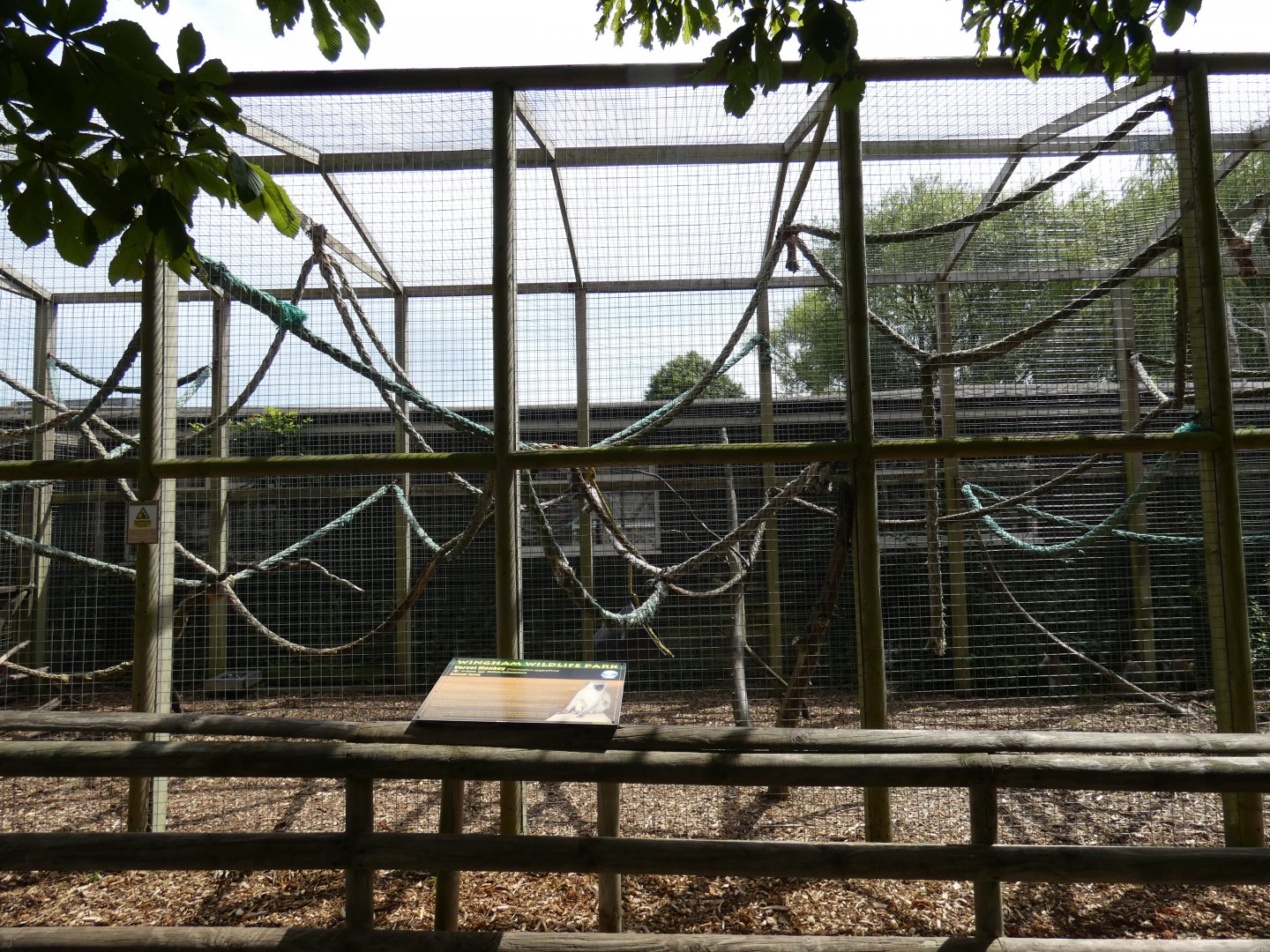 Grivet Monkey enclosure