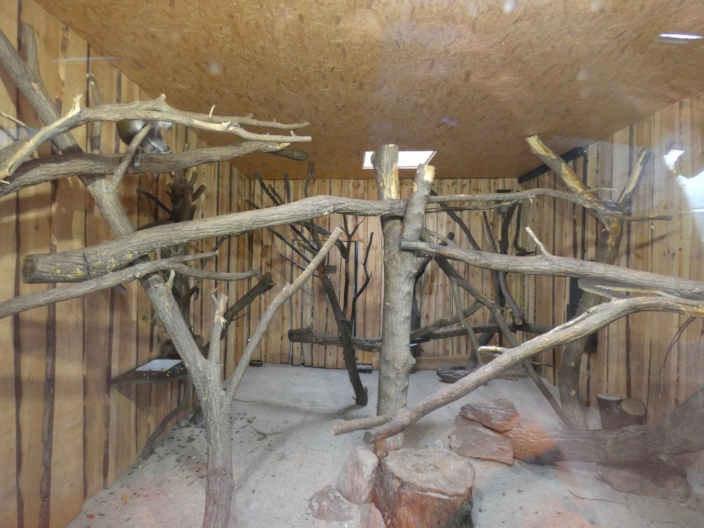 Grivet Monkey Indoors