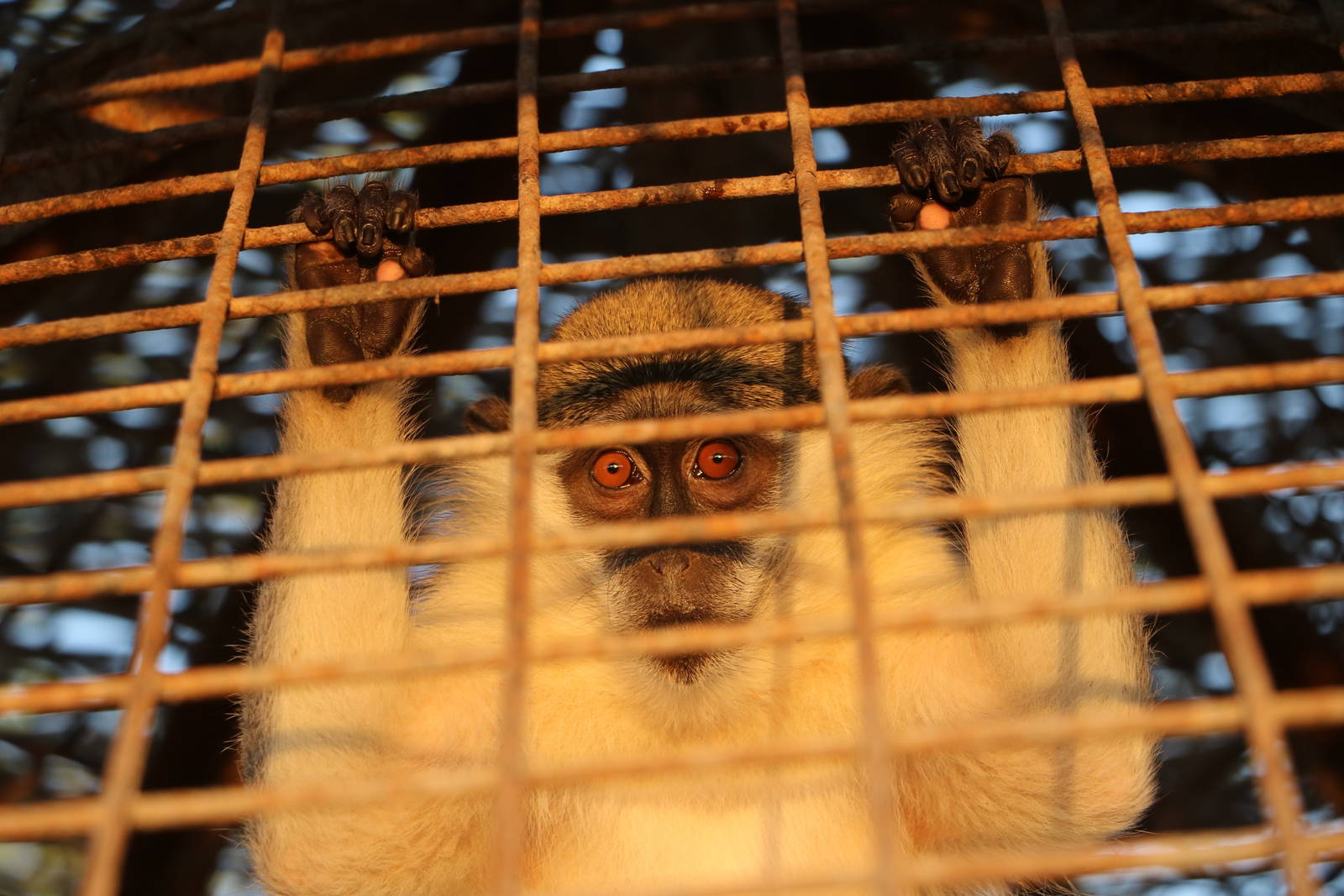 Grivet monkey - Master Zoo, October 2015