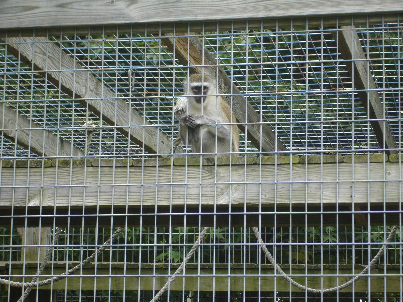 Grivet Monkey