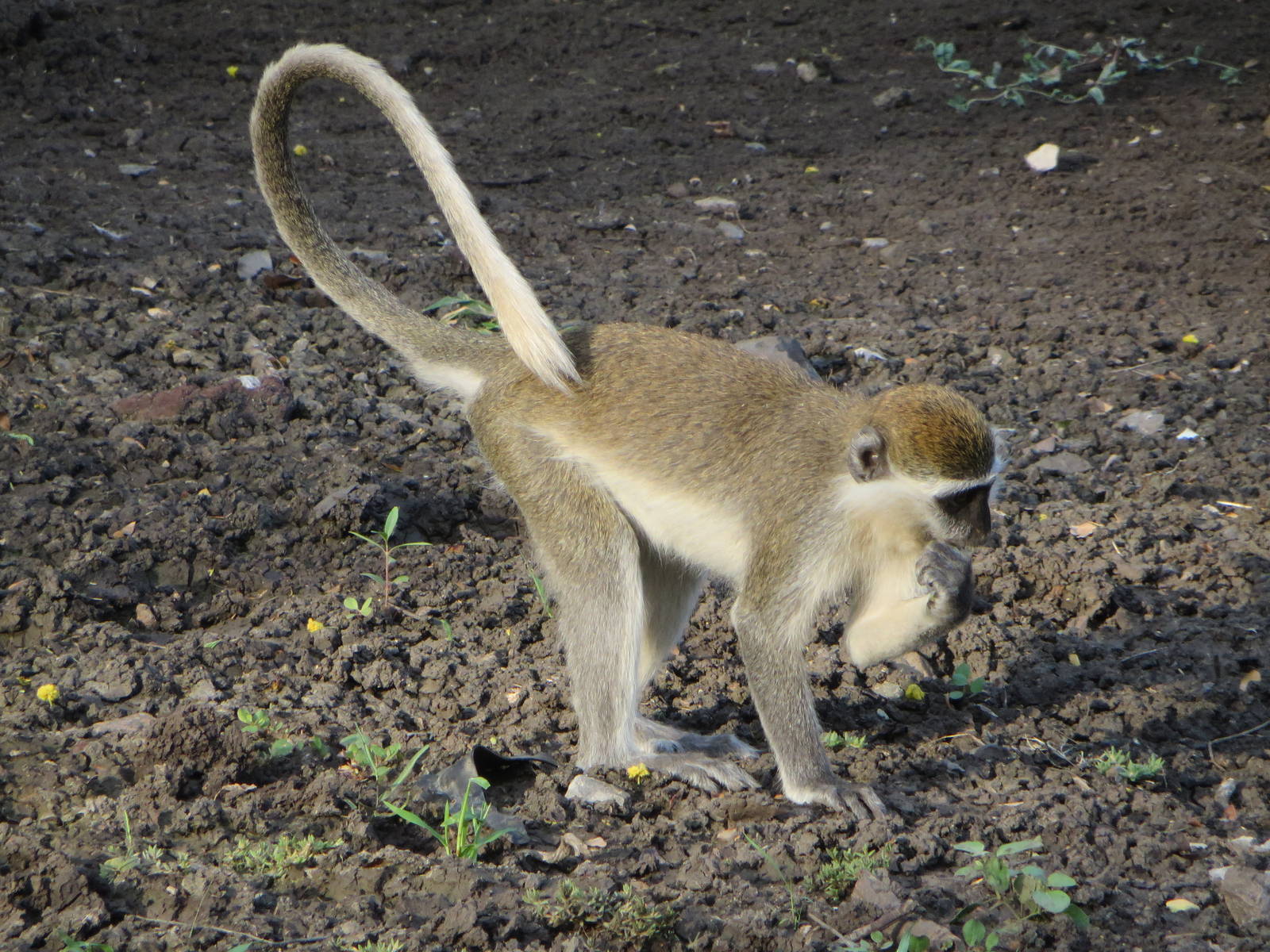 Grivet monkey