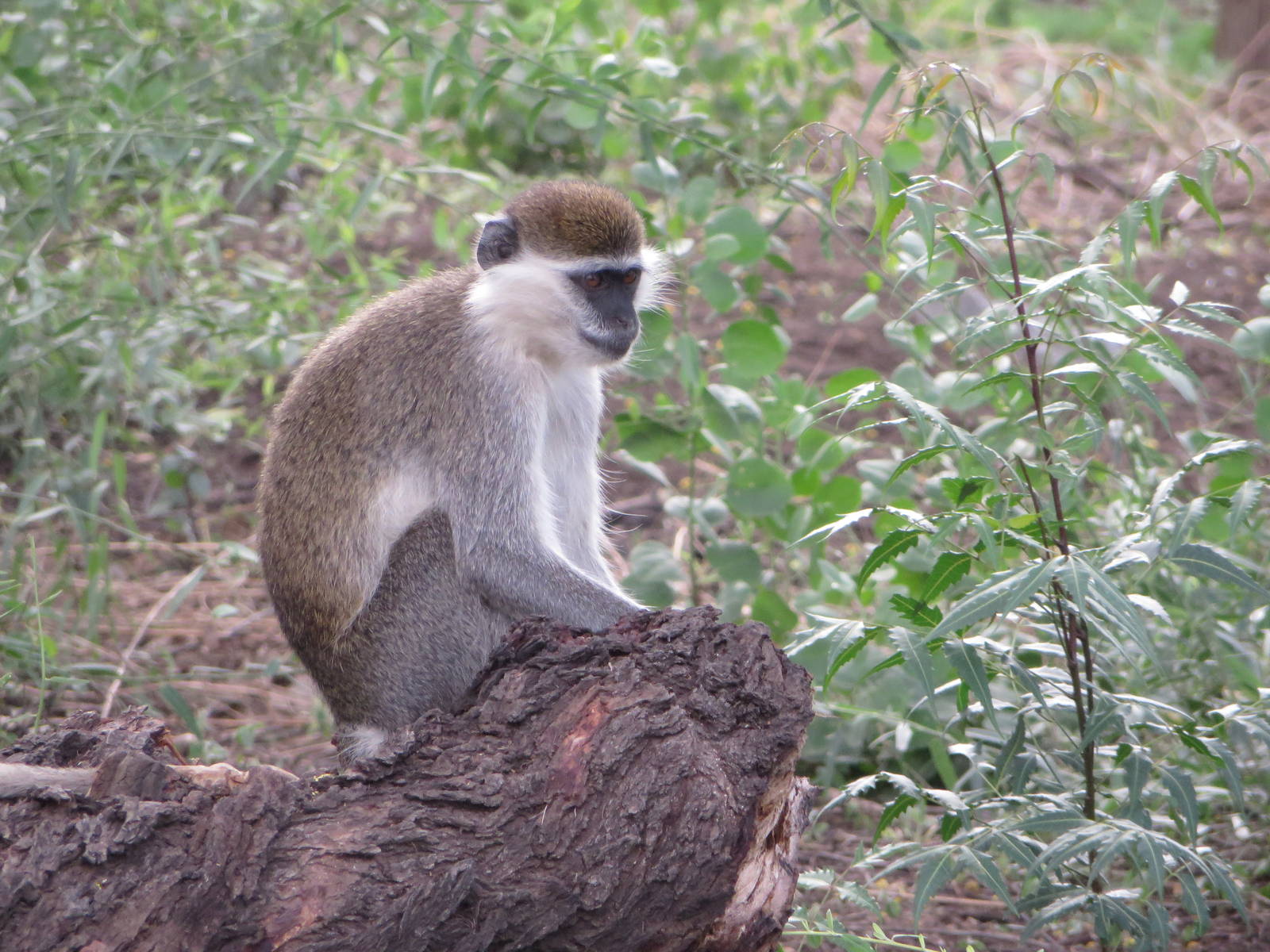 Grivet monkey