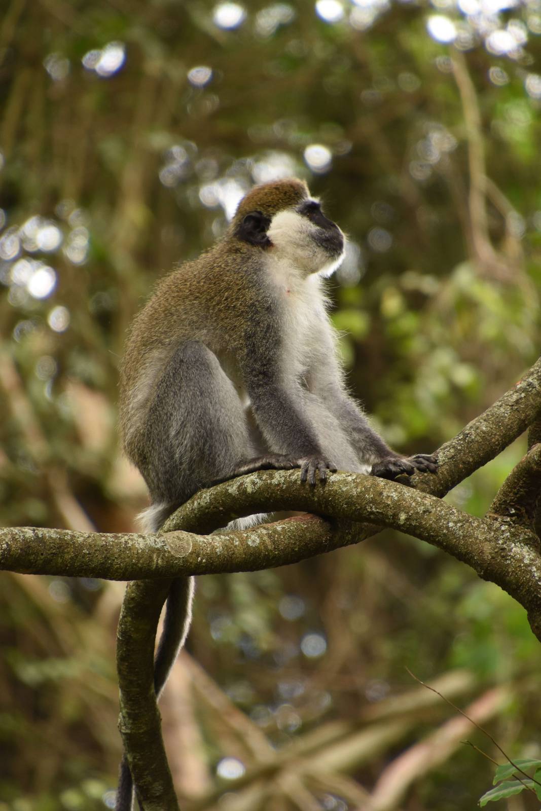 Grivet monkey