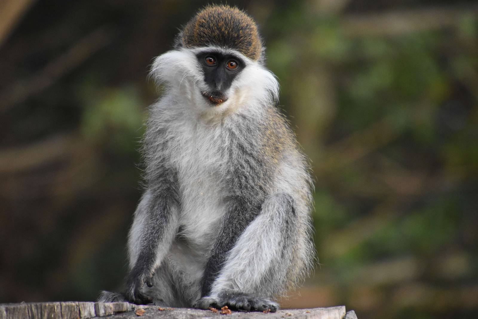 Grivet monkey