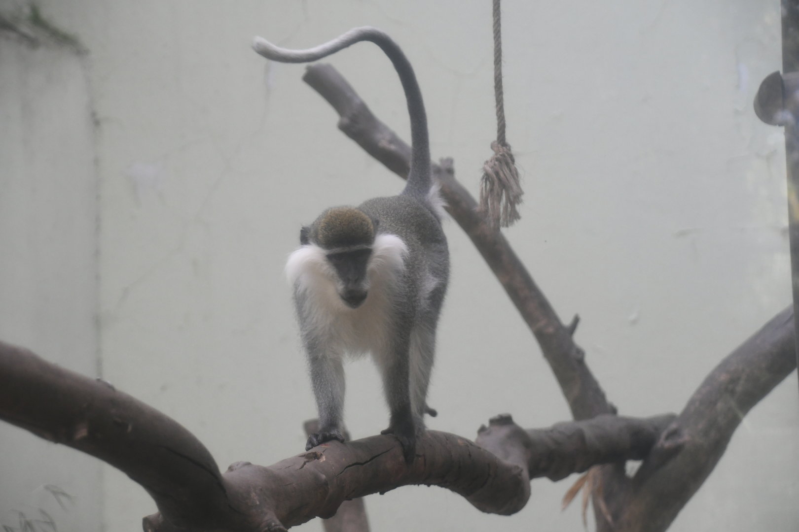 Grivet Monkey
