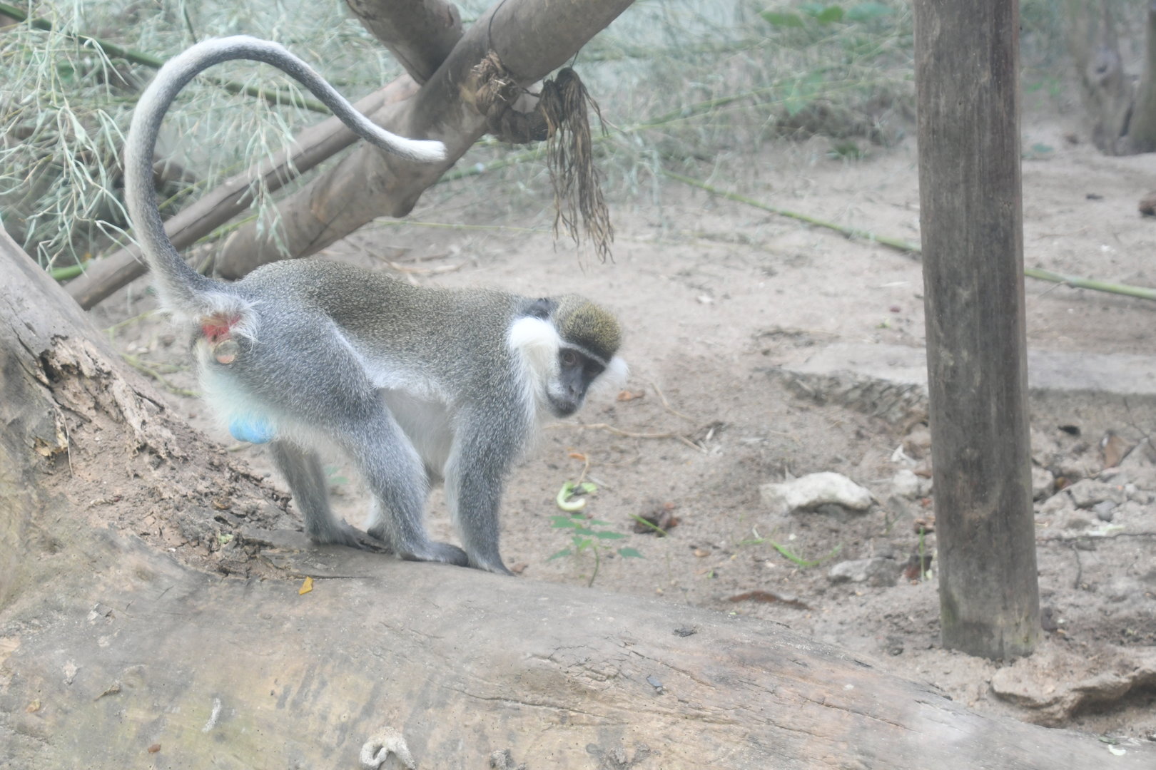 Grivet Monkey