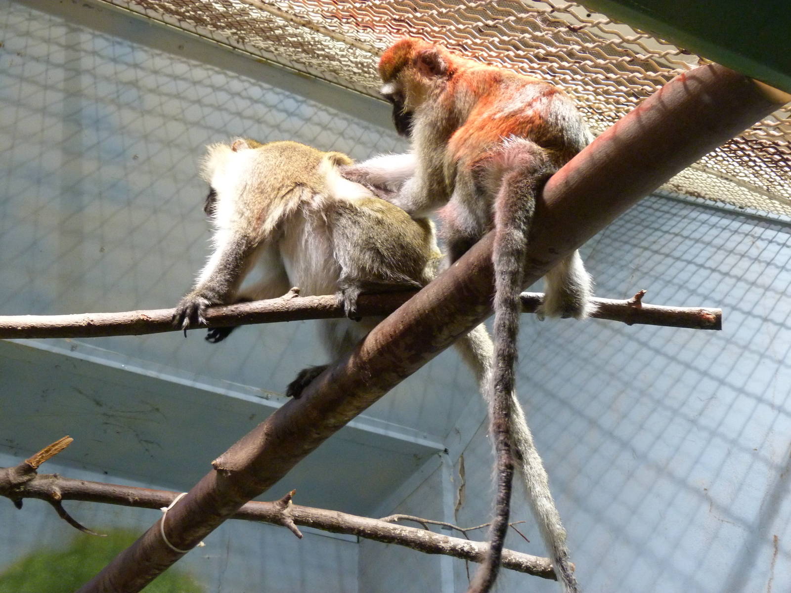 Grivet Monkeys Grooming...