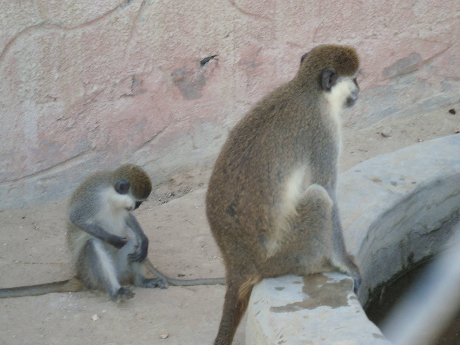 Grivet monkeys