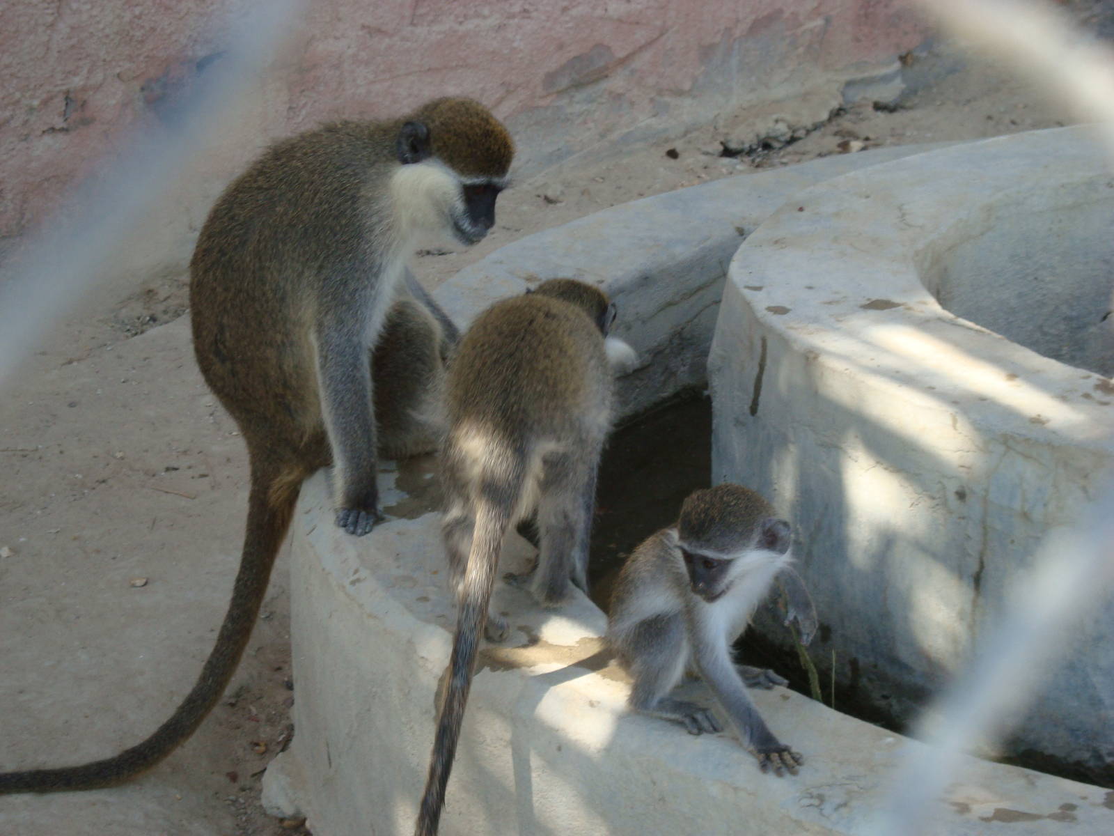 Grivet monkeys