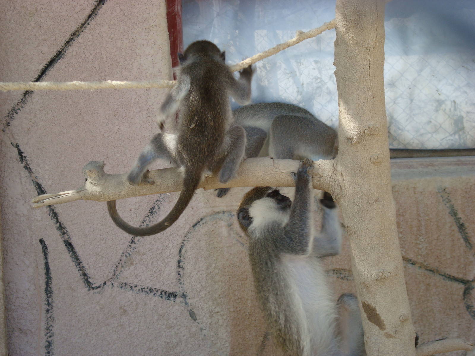 Grivet monkeys