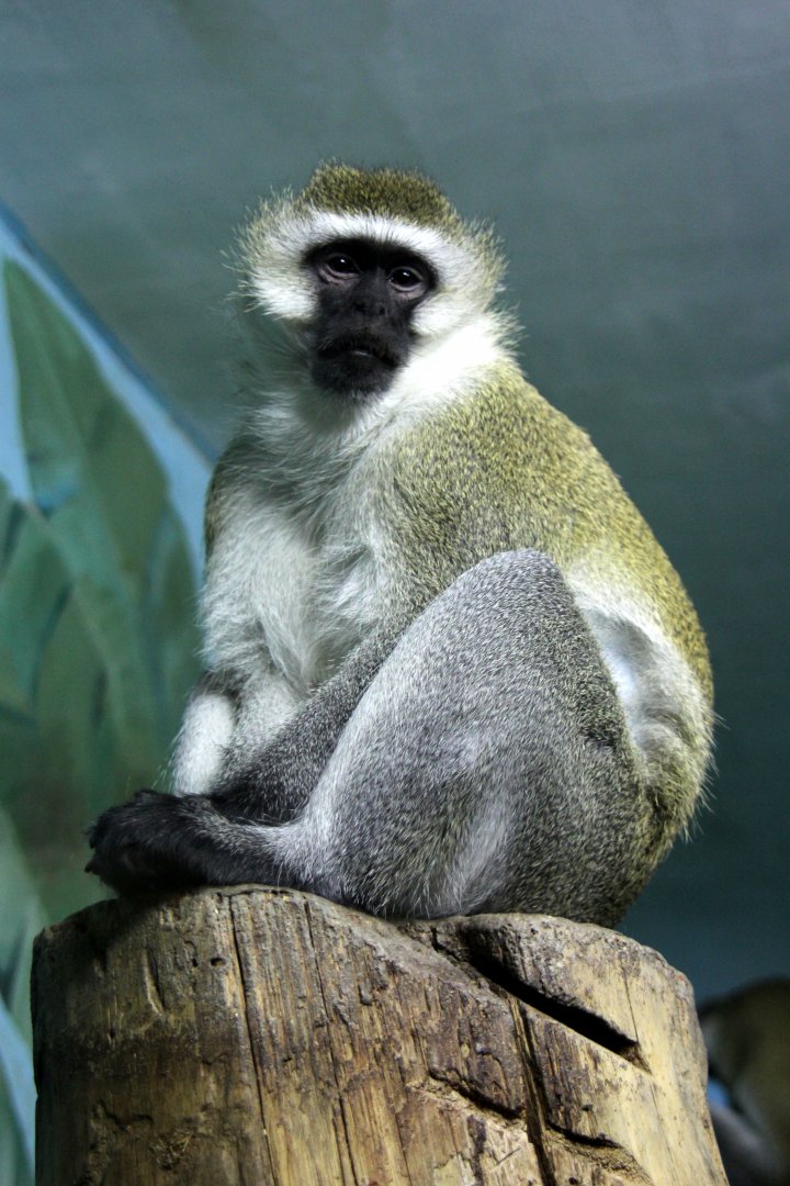 Grivet or Green monkey (Chlorocebus aethiops)