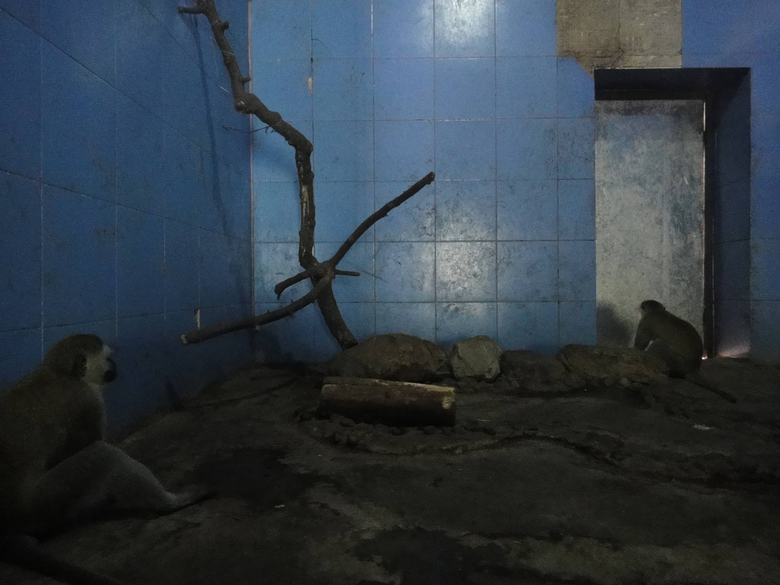 Grivets in Nocturnal Animal House