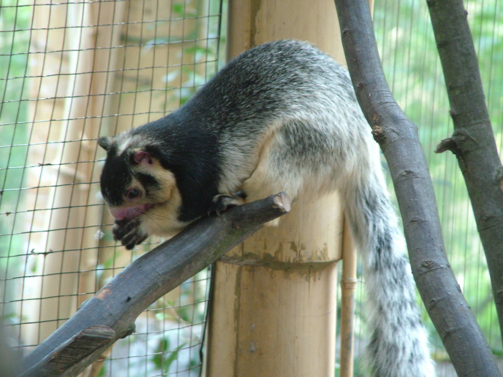 Grizzled Giant Squirrel at Brno, 27/05/10